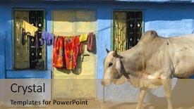  Presentation with city india - Colorful slide deck enhanced with india rajasthan jodhpur blue city backdrop and a coral colored foreground