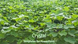  Presentation with land - Audience pleasing theme consisting of indian agricultural land massive cotton backdrop and a tawny brown colored foreground