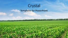  Presentation with corn field - Amazing slide deck having indian agriculture - bright corn field and blue backdrop and a light blue colored foreground