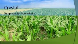  Presentation with prayer clouds - Colorful presentation theme enhanced with indian agriculture - cornfield with clouds backdrop and a light blue colored foreground