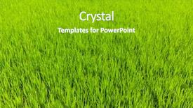  Presentation with agriculture paddy - Presentation theme consisting of indian agriculture - rice paddy field close up background and a shamrock green colored foreground