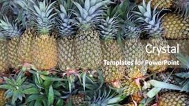  Presentation with agriculture - Presentation theme consisting of indian agriculture - stack of pine apples background and a coral colored foreground