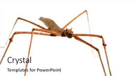  Presentation with house fly insect close up - PPT theme enhanced with indian and laboratory stick insect background and a white colored foreground