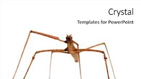  Presentation with insect - Beautiful PPT theme featuring indian and laboratory stick insect backdrop and a white colored foreground