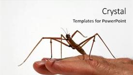  Presentation with insect - PPT theme having indian and laboratory stick insect background and a white colored foreground