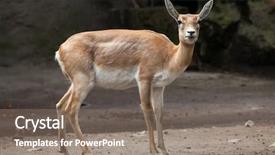  Presentation with indian - Presentation theme enhanced with indian blackbuck antilope cervicapra wild life animal background and a gray colored foreground