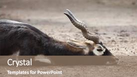  Presentation with indian - Slide deck consisting of indian blackbuck antilope cervicapra wild life animal background and a coral colored foreground