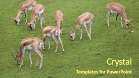  Presentation with wildlife - Audience pleasing slide set consisting of indian blackbuck antilope cervicapra wildlife animal backdrop and a tawny brown colored foreground