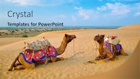  Presentation with sand dunes - Colorful PPT layouts enhanced with indian-camel-in-sand-dunes backdrop and a light blue colored foreground