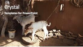  Presentation with indian village - Colorful slide set enhanced with indian cattle backdrop and a wine colored foreground