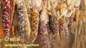  Presentation with indian bazaar - Beautiful PPT layouts featuring indian corn at the country backdrop and a tawny brown colored foreground