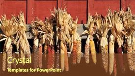  Presentation with barn - PPT theme with indian corn husks on the side of a barn background and a tawny brown colored foreground