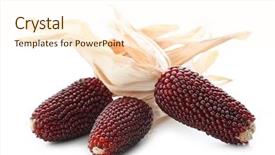 Presentation with corn - Theme enhanced with indian corn isolated on white background background and a cream colored foreground