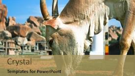  Presentation with hampi - Beautiful PPT theme featuring indian cow around main bazaar in hampi karnataka state india backdrop and a coral colored foreground