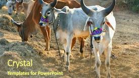  Presentation with indian woman bridal face - Presentation theme with indian cow in sunset gujarati background and a coral colored foreground