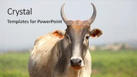  Presentation with cow - Slides enhanced with indian cow looking background and a light gray colored foreground