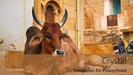  Presentation with animal cow - Audience pleasing slides consisting of indian-cow-resting-sleeping backdrop and a coral colored foreground