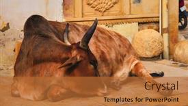  Presentation with animal cow - Beautiful slides featuring indian-cow-resting-sleeping backdrop and a red colored foreground