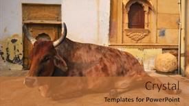 Presentation with cow - Presentation design featuring indian-cow-resting background and a red colored foreground