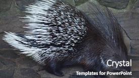  Presentation with indian - Audience pleasing slide deck consisting of indian crested porcupine hystrix indica backdrop and a dark gray colored foreground