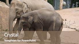  Presentation with animals - Presentation design with indian elephant elephas maximus indicus with elephant calf wildlife animals background and a violet colored foreground