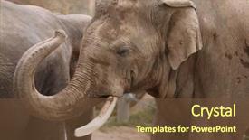  Presentation with indian - Presentation theme enhanced with indian-elephant-elephas-maximus-indicus background and a tawny brown colored foreground