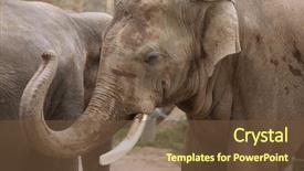  Presentation with indian - Colorful slide set enhanced with indian-elephant-elephas-maximus-indicus backdrop and a tawny brown colored foreground