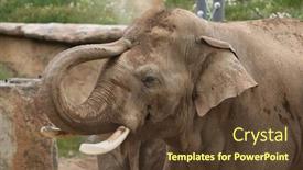  Presentation with indian - PPT layouts with indian-elephant-elephas-maximus-indicus background and a tawny brown colored foreground
