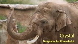  Presentation with indian - Audience pleasing slide set consisting of indian-elephant-elephas-maximus-indicus backdrop and a tawny brown colored foreground