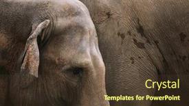  Presentation with indian - PPT layouts having indian-elephants-elephas-maximus-indicus background and a tawny brown colored foreground