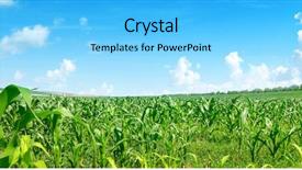  Presentation with colorful green corn field - Beautiful theme featuring indian farmer - bright summer sun over green backdrop and a light blue colored foreground