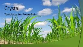  Presentation with corn field - Slide set with indian farmer - corn field background and a teal colored foreground