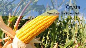  Presentation with corn field - Slides consisting of indian farmer - corn field background and a light blue colored foreground