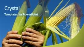  Presentation with ears - PPT theme having indian farmer - fresh harvested corn ears background and a  colored foreground