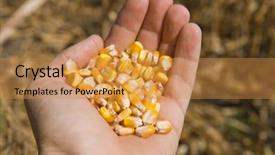  Presentation with maize - Presentation theme featuring indian farmer - fullhand with maize background and a gold colored foreground
