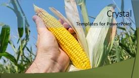  Presentation with maize - PPT theme with indian farmer - golden maize in hand background and a teal colored foreground