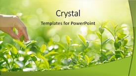  Presentation with tea leaves fresh green leaf - Amazing slide deck having indian farmer - hand pick tea leaves backdrop and a blonde colored foreground