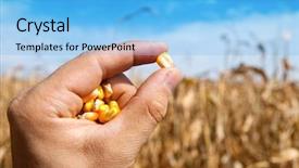  Presentation with maize - Audience pleasing PPT layouts consisting of indian farmer - maize in hand over field backdrop and a light blue colored foreground