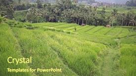 Presentation with rice fields - Amazing PPT layouts having indian farmer - rice cultivation fields in bali backdrop and a tawny brown colored foreground