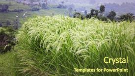  Presentation with rice fields - Presentation design consisting of indian farmer - rice cultivation fields in bali background and a tawny brown colored foreground