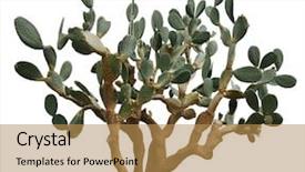  Presentation with fig tree - PPT theme featuring adapt - adaptability word written under torn background and a coral colored foreground