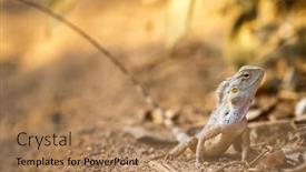  Presentation with indian - Beautiful slide set featuring indian-garden-lizard-calotes-versicolor backdrop and a coral colored foreground
