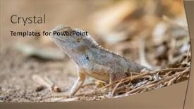  Presentation with indian - Cool new PPT theme with indian-garden-lizard-calotes-versicolor backdrop and a coral colored foreground