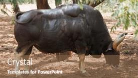  Presentation with indian - PPT theme having indian-gaur-in-forest-close background and a tawny brown colored foreground