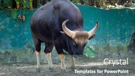  Presentation with indian - PPT theme having indian-gaur background and a gray colored foreground