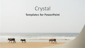  Presentation with goa beach - PPT layouts with indian-holy-cows-slowly-wander background and a white colored foreground