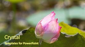  Presentation with pink lotus flower - Beautiful slides featuring indian lotus also called sacred backdrop and a tawny brown colored foreground