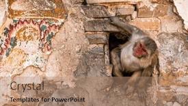  Presentation with monkey - Presentation theme featuring indian-macaque-monkey-coming-through background and a coral colored foreground