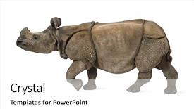  Presentation with indian - PPT layouts featuring indian one-horned rhinoceros background and a white colored foreground
