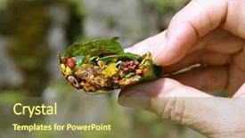  Presentation with kerala - Beautiful PPT layouts featuring indian paan on display kerala backdrop and a tawny brown colored foreground